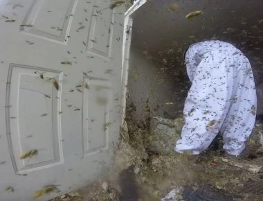 Οργή της φύσης: Επίθεση από σφήκες όταν τους ξηλώνουν την φωλιά - Αποκρουστικός ήχος! (βίντεο)